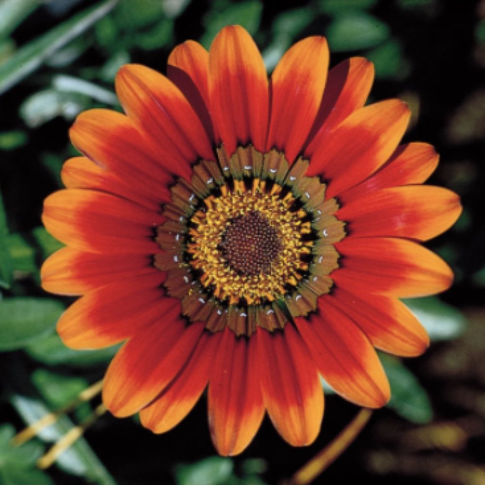 Meet your Posher, Meagan